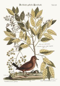 地鳩、1749-73 作： Mark Catesby